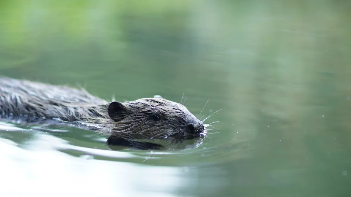 biber_berit-arendt-10