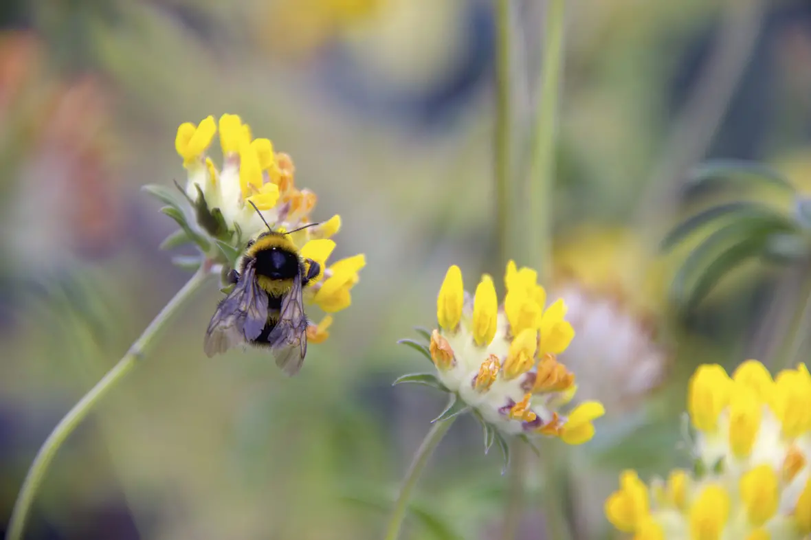 sonderpreis_paednetz_charlotte_lieske