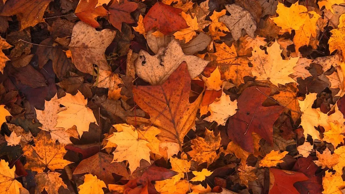 herbstwerkstatt