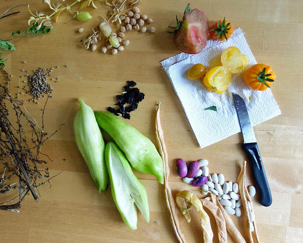 03-21_bild-saatgutvermehrung-1