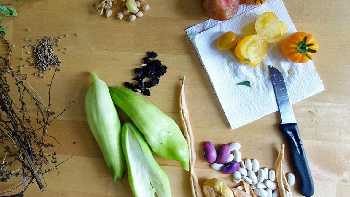 03-21_bild-saatgutvermehrung-1