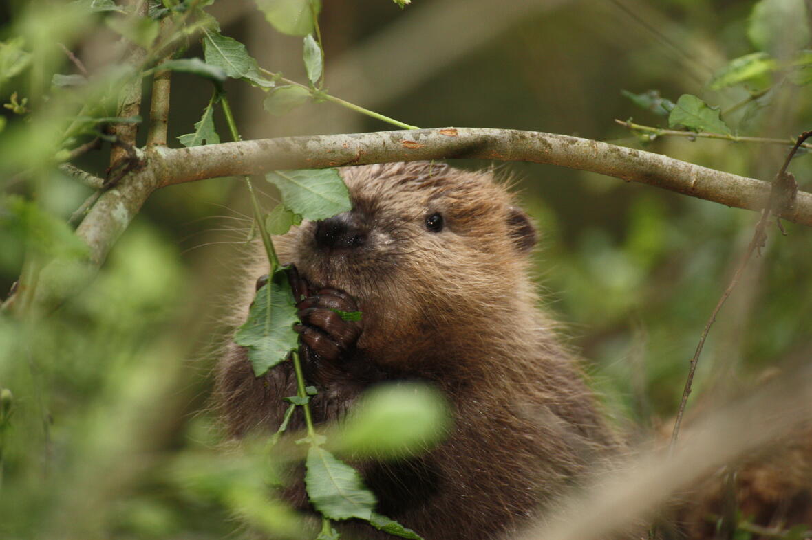 04-07_biber_bild_arendt