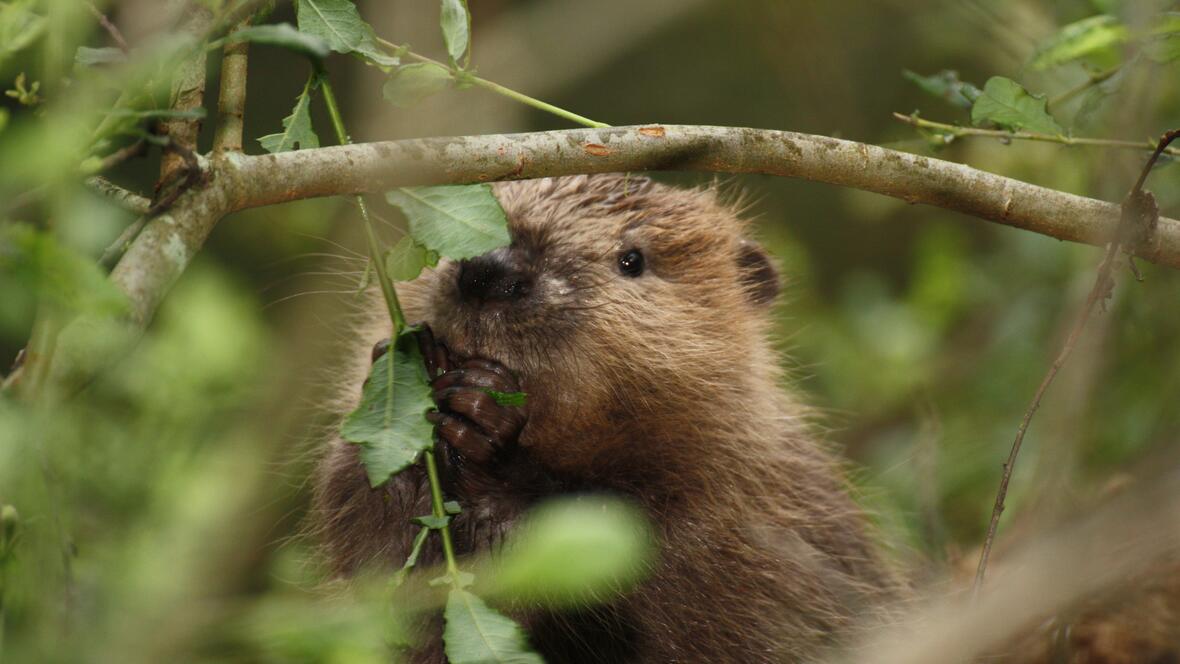 04-07_biber_bild_arendt