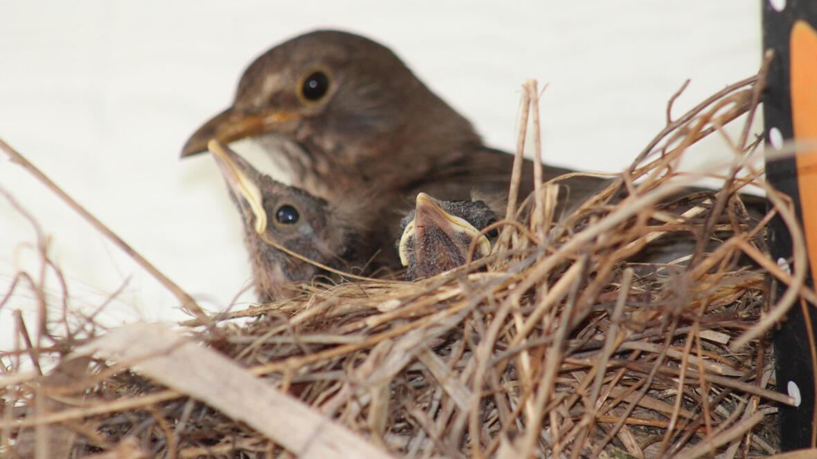 05-23_brutzeit-im-moos-1