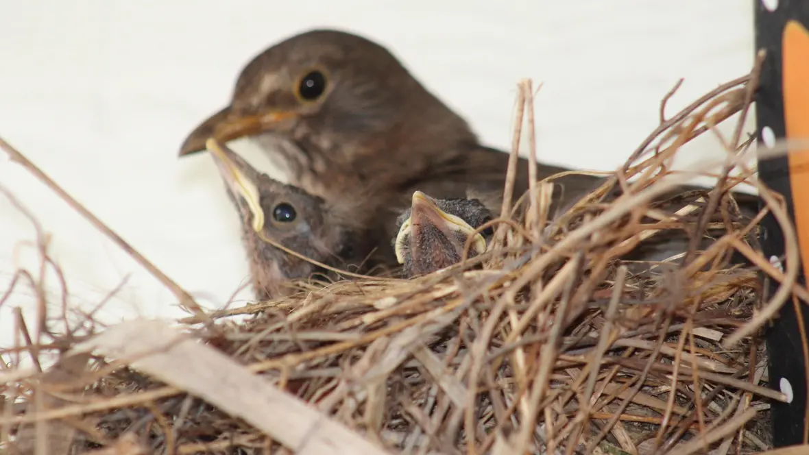 05-23_brutzeit-im-moos-1