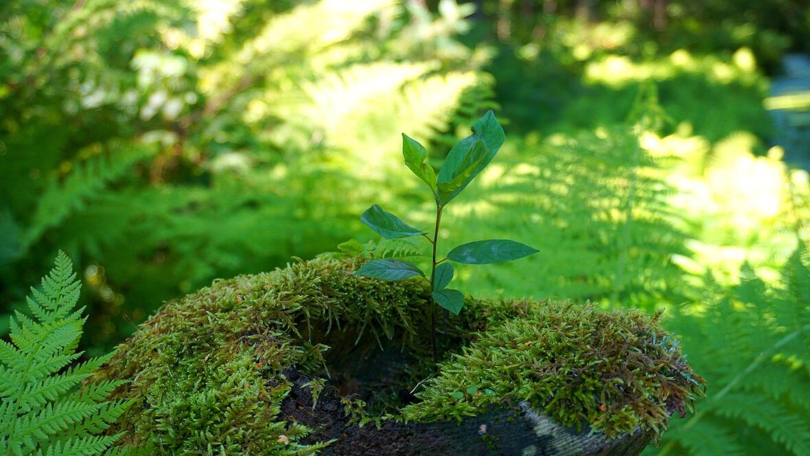 09-19_im-reich-der-baeume