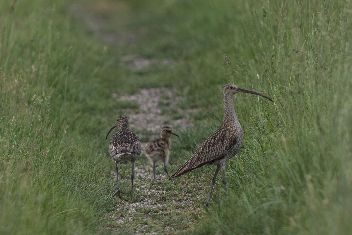 05-08-gr-brachvogel3