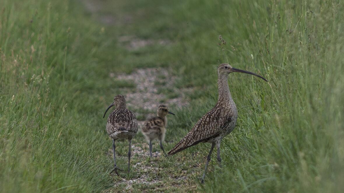 05-08-gr-brachvogel3