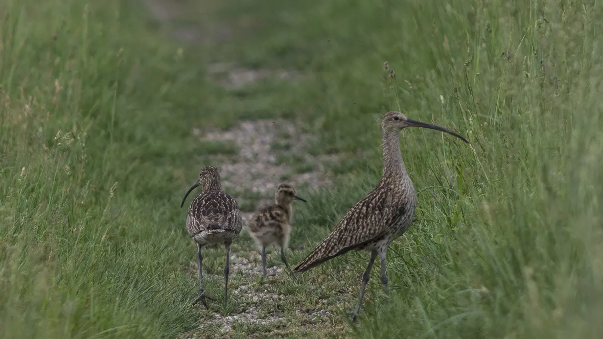 05-08-gr-brachvogel3
