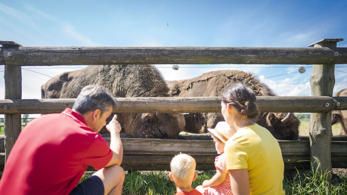 wisente-mit-familie-davor