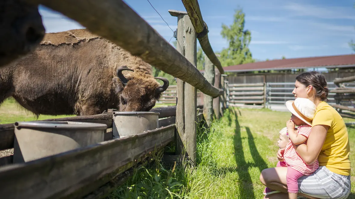 wisent-mit-mutter-mit-sohn-und-tochter